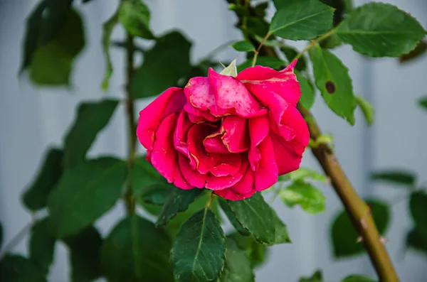 Rosa roja como un natural y vacaciones — Foto de Stock