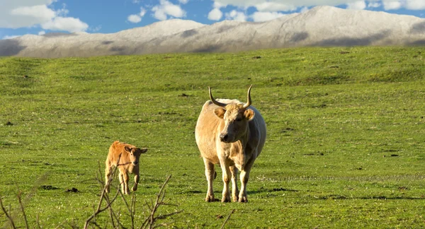 Корова и теленок Лицензионные Стоковые Изображения