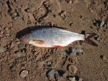 Üç balık yakaladı