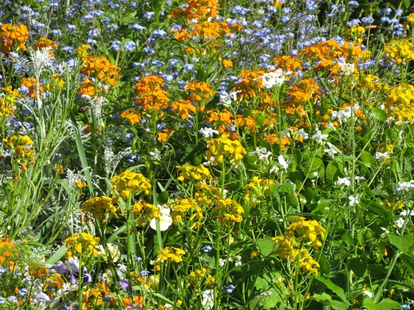 Some Spring flowers — Stock Photo, Image