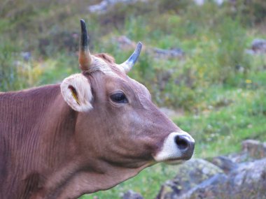 çimenlerin üzerinde inek