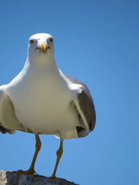 Eine weiße Möwe — Stockfoto