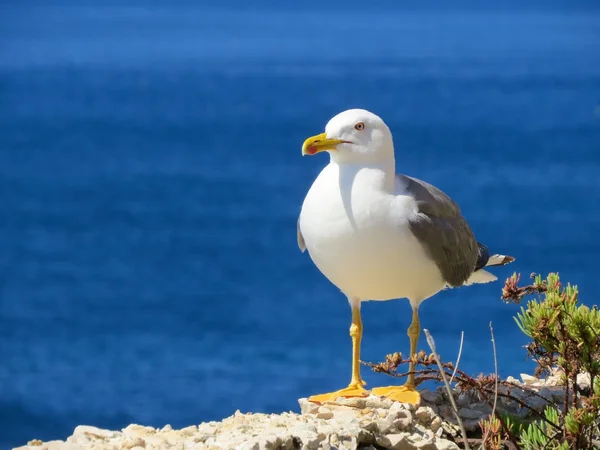 Una gaviota blanca — Foto de Stock