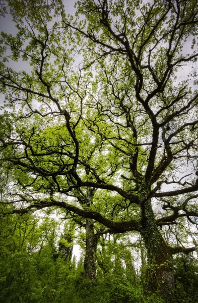 Yaşlı bir ağaç — Stok fotoğraf