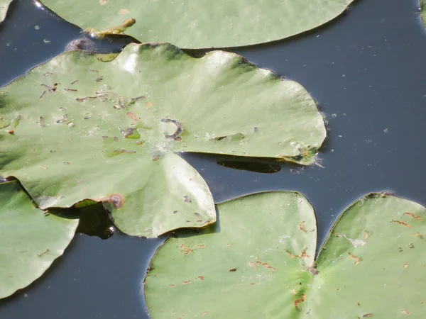 Un fiore di loto — Foto Stock