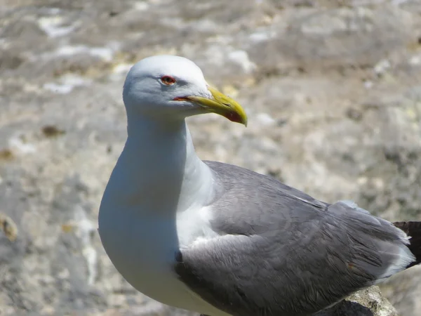 Eine weiße Möwe — Stockfoto