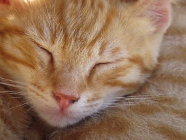 Bir kedinin portresi