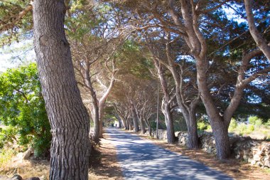 ağaçlar avenue