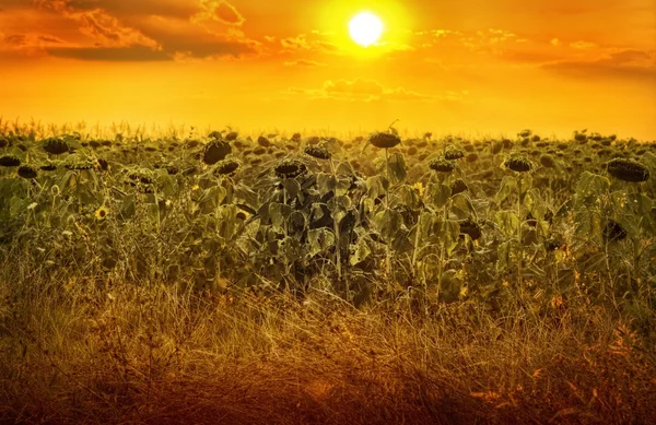 Gün batımında ayçiçeği — Stok fotoğraf