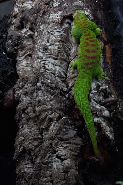 Leguan — Stockfoto