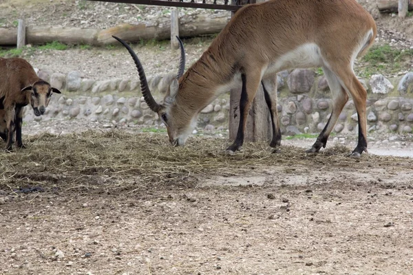 Antelope — Stock Photo, Image