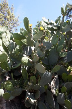 Lipari Adası Sicilya
