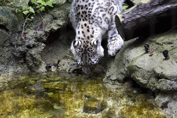 Leopardo — Foto Stock