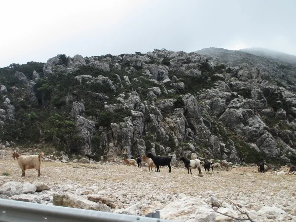 Αίγαγρος — Φωτογραφία Αρχείου