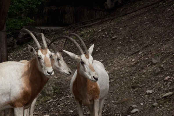 Antelope — Stock Photo, Image