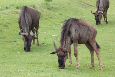 Bazı gnu
