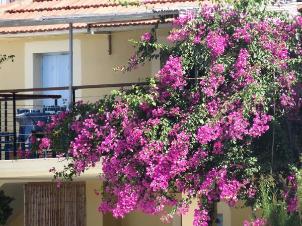 Blomsterhus – stockfoto