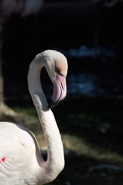 Flamingo — Stockfoto