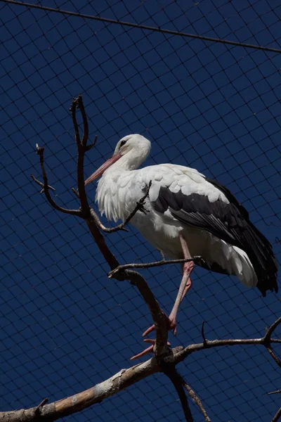 Storch — Stockfoto