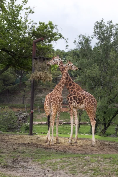 Girafa — Fotografia de Stock