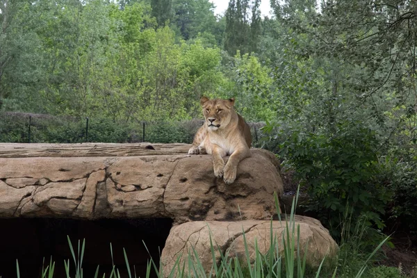 Leone. — Foto Stock