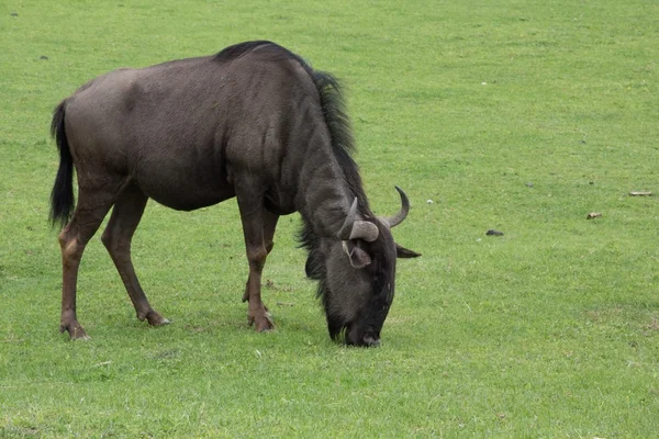 A gnu — Stock Photo, Image