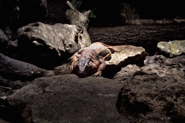 Pembe Iguana — Stok fotoğraf