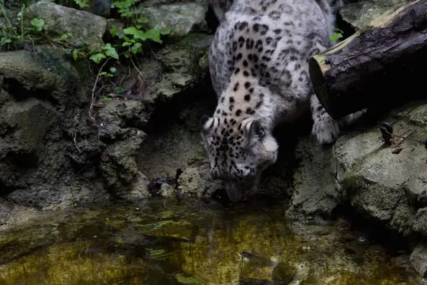 Leopardo — Fotografia de Stock