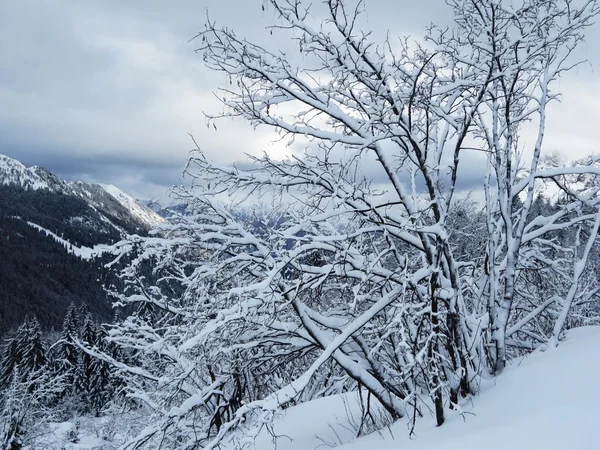 雪と山 — ストック写真