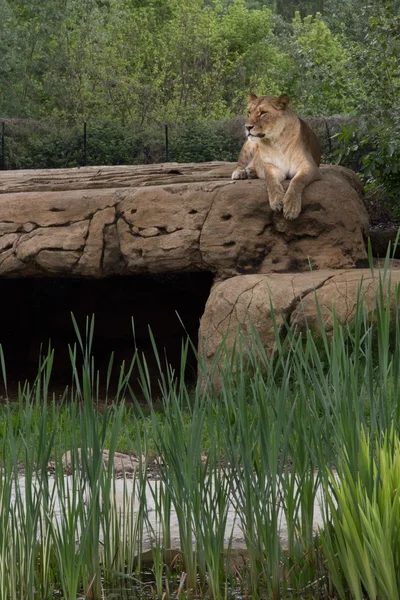 Löwe — Stockfoto