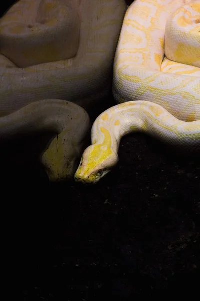Python albinos — Photo
