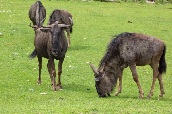 Gnu — Stock fotografie