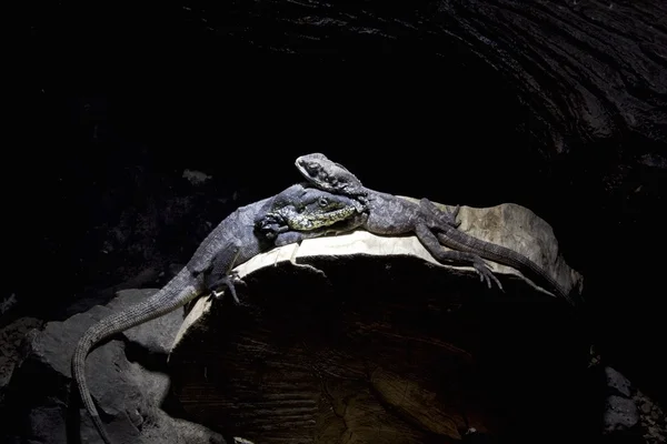 Iguana — Fotografia de Stock