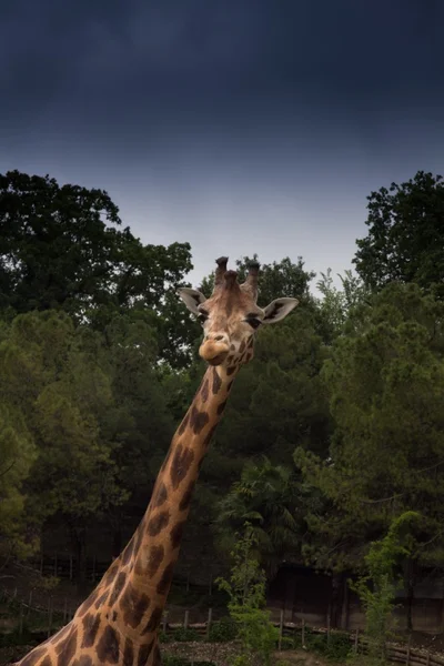 Giraffe — Stockfoto