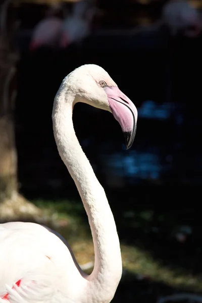 Flamingo — Stockfoto