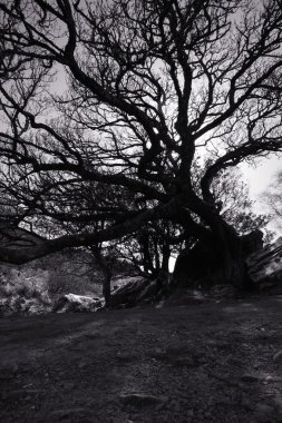 eski ağaç