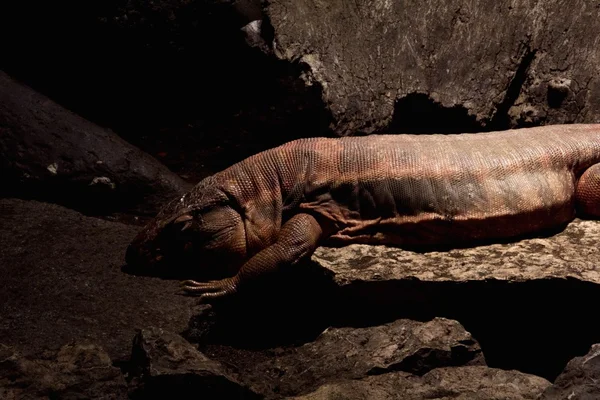 Iguana — Fotografia de Stock