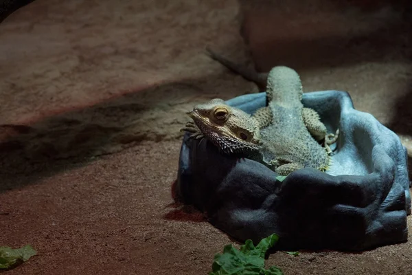 Iguana — Fotografia de Stock