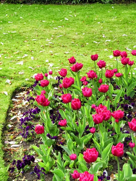 Цветные тюльпаны Лицензионные Стоковые Фото