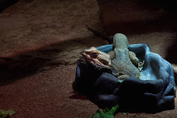 Iguana — Fotografia de Stock