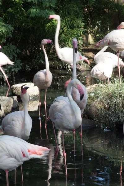 Flamingo — Stockfoto