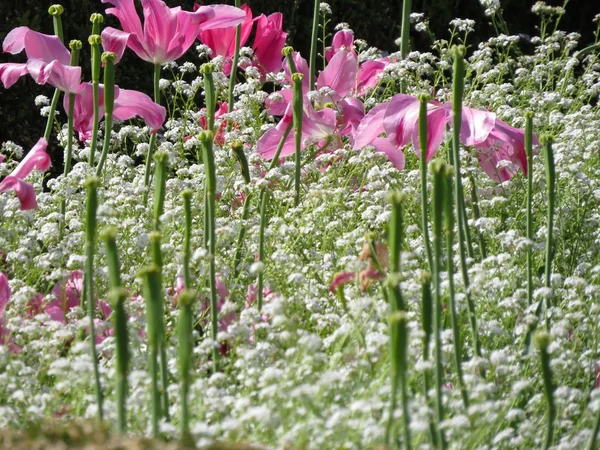 Spring flowers — Stock Photo, Image