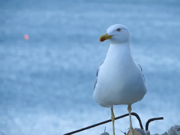 Seagull — Stock Photo, Image