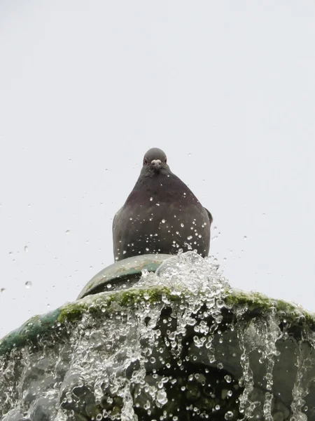 Pombo — Fotografia de Stock