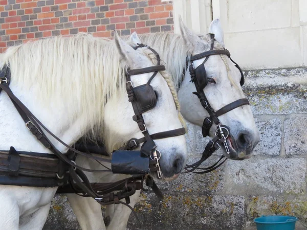 Caballo — Foto de Stock