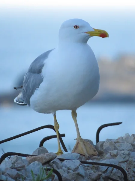 Gaviota — Foto de Stock