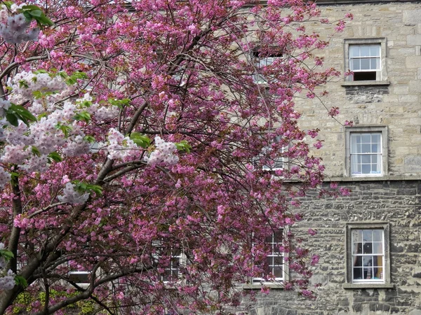 Árbol de primavera —  Fotos de Stock