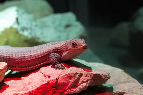 Iguana — Stok fotoğraf