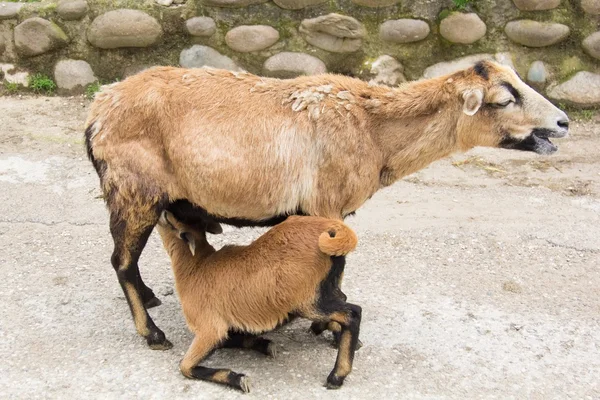 Wild goat — Stock Photo, Image