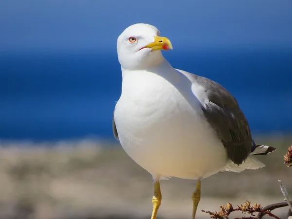 Möwe — Stockfoto